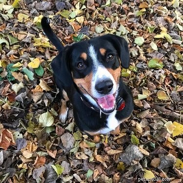 Entlebucher Mountain Dog: Key Facts, Breed Overview & Care Guide