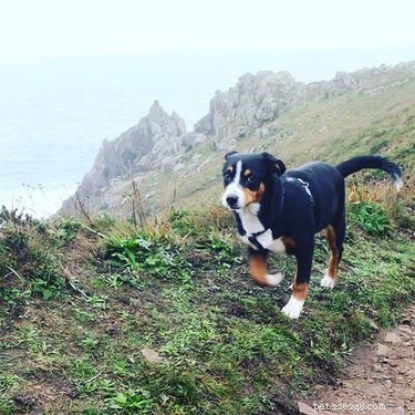 Entlebucher Mountain Dog: Key Facts, Breed Overview & Care Guide