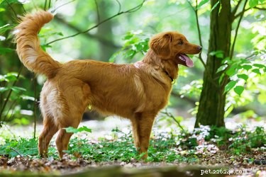 Nova Scotia Duck Tolling Retriever: Size, Temperament & Ideal Home