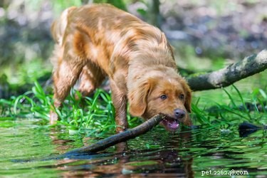 Nova Scotia Duck Tolling Retriever: Size, Temperament & Ideal Home