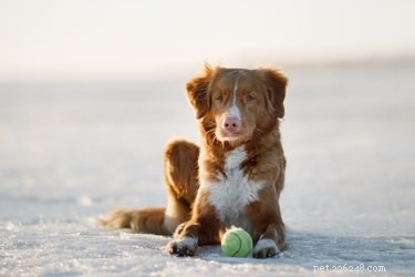 Nova Scotia Duck Tolling Retriever: Size, Temperament & Ideal Home
