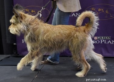 Berger Picard Dog Breed: Facts, Traits, and Care Guide