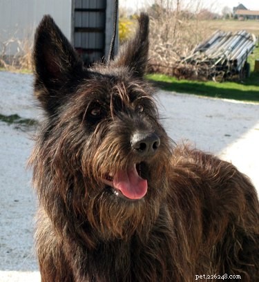 Berger Picard Dog Breed: Facts, Traits, and Care Guide