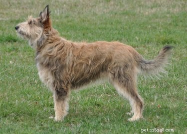 Berger Picard Dog Breed: Facts, Traits, and Care Guide