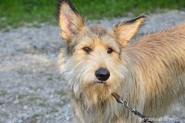 Berger Picard Dog Breed: Facts, Traits, and Care Guide