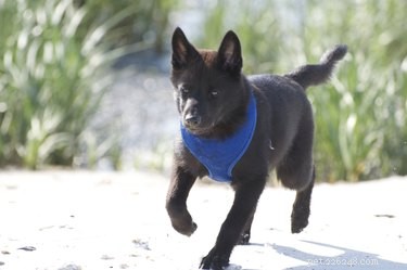 Kai Ken Dog Breed: Facts, Personality & Lifestyle Compatibility
