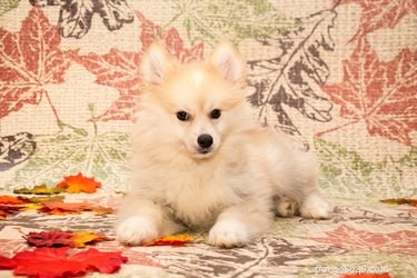 Pomsky Dog Breed Guide: Pomeranian & Husky Mix Facts, Care, and Personality