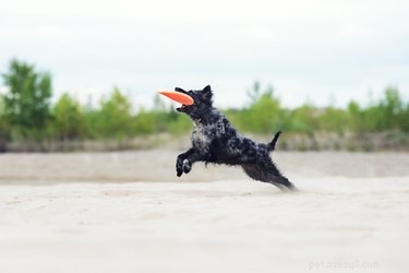 Mudi Dog Breed Guide: Traits, Care, and Lifestyle Compatibility