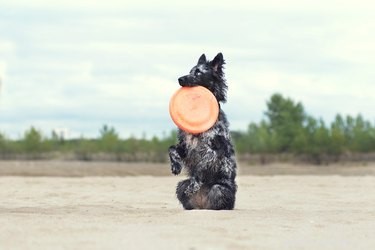 Mudi Dog Breed Guide: Traits, Care, and Lifestyle Compatibility