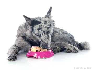 Mudi Dog Breed Guide: Traits, Care, and Lifestyle Compatibility