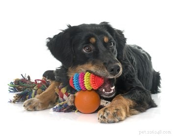 Hovawart Dog Breed: Key Facts, Care, and Family Compatibility