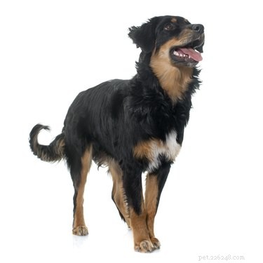 Hovawart Dog Breed: Key Facts, Care, and Family Compatibility