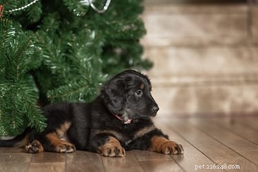 Hovawart Dog Breed: Key Facts, Care, and Family Compatibility