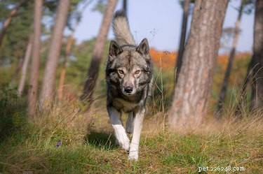Tamaskan Dog: Facts, Traits & Family‑Friendly Guide