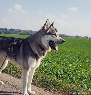 Tamaskan Dog: Facts, Traits & Family‑Friendly Guide