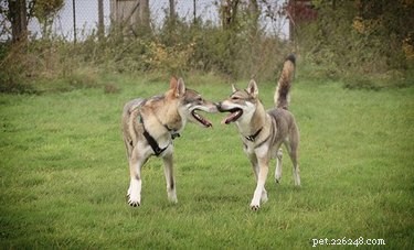 Tamaskan Dog: Facts, Traits & Family‑Friendly Guide