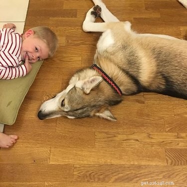 Tamaskan Dog: Facts, Traits & Family‑Friendly Guide