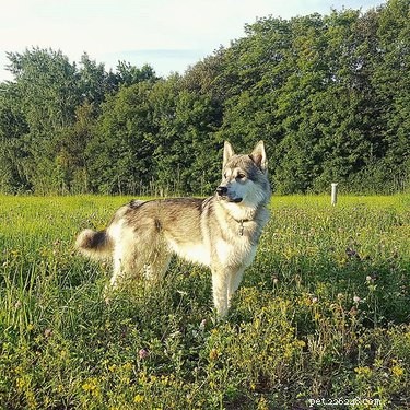 Tamaskan Dog: Facts, Traits & Family‑Friendly Guide