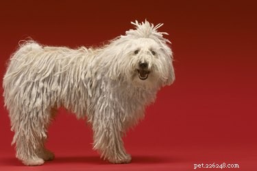 Komondor: Majestic Giant Dog – Breed Facts, Care, and Family Suitability