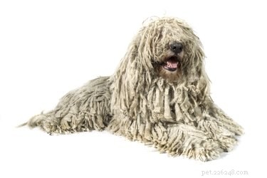 Komondor: Majestic Giant Dog – Breed Facts, Care, and Family Suitability