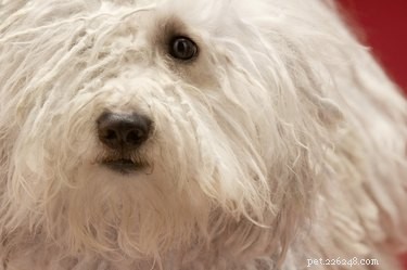 Komondor: Majestic Giant Dog – Breed Facts, Care, and Family Suitability