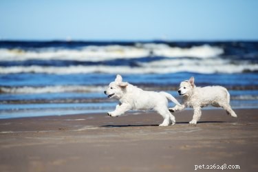 English Cream Golden Retriever: Key Facts & Information