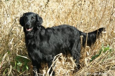 Flat‑Coated Retriever: Comprehensive Breed Facts & Family Guide