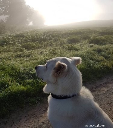 Akbash Dog Breed: Key Facts, Traits & Care Guide