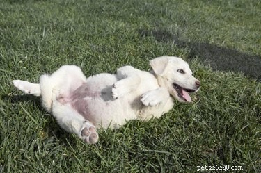 Akbash Dog Breed: Key Facts, Traits & Care Guide