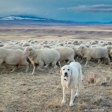Akbash Dog Breed: Key Facts, Traits & Care Guide