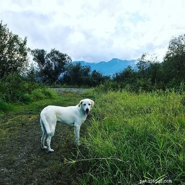 Akbash Dog Breed: Key Facts, Traits & Care Guide