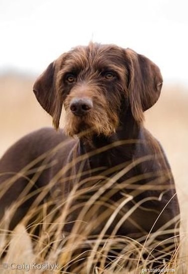 Pudelpointer: Breed Overview, Traits & Care Guide