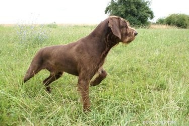 Pudelpointer: Breed Overview, Traits & Care Guide