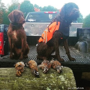 Pudelpointer: Breed Overview, Traits & Care Guide