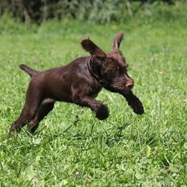 Pudelpointer: Breed Overview, Traits & Care Guide