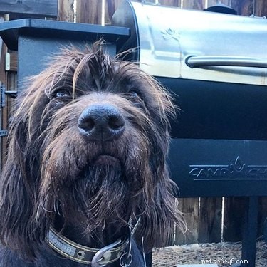 Pudelpointer: Breed Overview, Traits & Care Guide