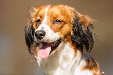 Kooikerhondje Dog Breed: Traits, Care & Why It’s Perfect for Active Families