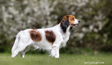 Kooikerhondje Dog Breed: Traits, Care & Why It’s Perfect for Active Families