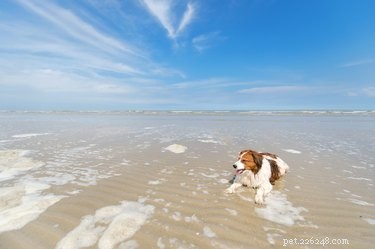 Kooikerhondje Dog Breed: Traits, Care & Why It’s Perfect for Active Families
