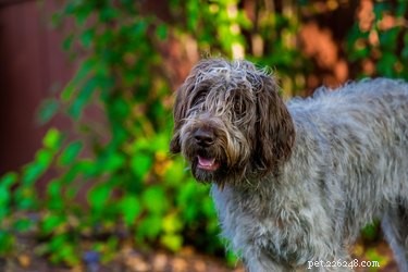 Wirehaired Pointing Griffon: Key Facts & Info for Prospective Owners