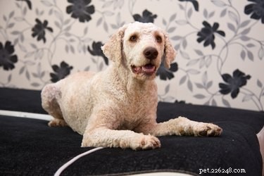 Lagotto Romagnolo: Traits, Temperament, and Puppy Care