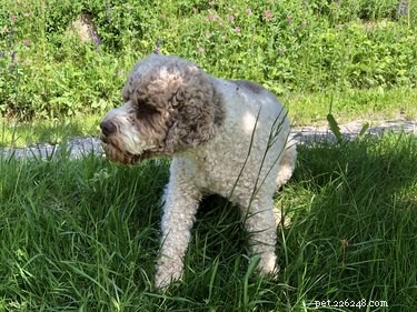 Lagotto Romagnolo: Traits, Temperament, and Puppy Care
