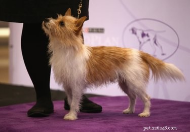 Portuguese Podengo: Breed Facts, Characteristics & Care Guide