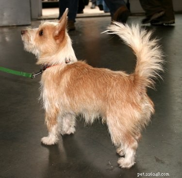 Portuguese Podengo: Breed Facts, Characteristics & Care Guide