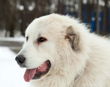 Pyrenean Mastiff: Size, Personality & Care Guide