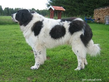 Pyrenean Mastiff: Size, Personality & Care Guide