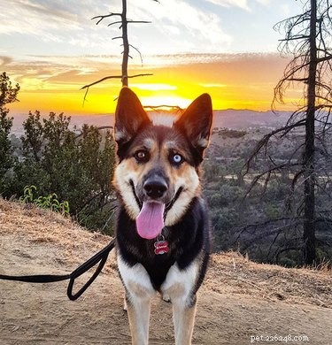Gerberian Shepsky: Key Facts, Traits, and Care Guide