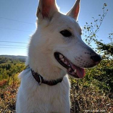 Gerberian Shepsky: Key Facts, Traits, and Care Guide