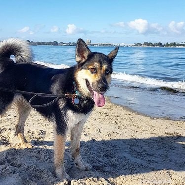 Gerberian Shepsky: Key Facts, Traits, and Care Guide