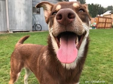 Gerberian Shepsky: Key Facts, Traits, and Care Guide